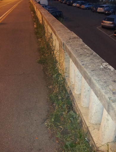 Sanremo: degrado ed erbacce sulla Passeggiata a Mare, la segnalazione di un nostro lettore