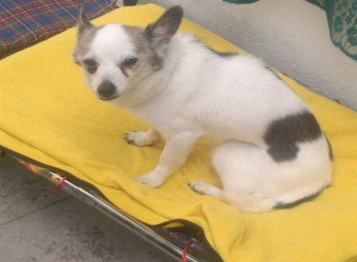 Sanremo: nel gennaio scorso smarrita la cagnolina Edra, i suoi proprietari rinnovano la loro richiesta di aiuto per trovarla Sanremo: nel gennaio scorso smarrita la cagnolina Edra, i suoi proprietari rinnovano la loro richiesta di aiuto per trovarla