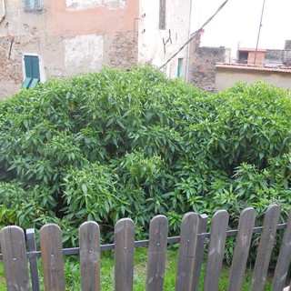 Sanremo: erbacce (non) tolte dal muro delle Rivolte, le perplessità dei cittadini della Pigna