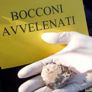Ventimiglia: bocconi avvelenati in zona Mortola superiore, la segnalazione di un lettore Ventimiglia: bocconi avvelenati in zona Mortola superiore, la segnalazione di un lettore