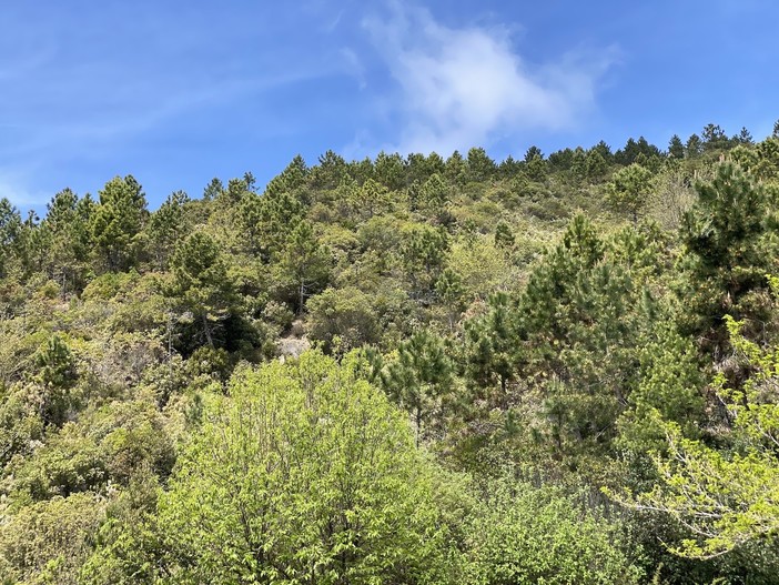 Danni da fauna selvatica, il vice presidente Piana: “Nuovi criteri e indennizzi al 100% dei capi predati” Danni da fauna selvatica, il vice presidente Piana: “Nuovi criteri e indennizzi al 100% dei capi predati”