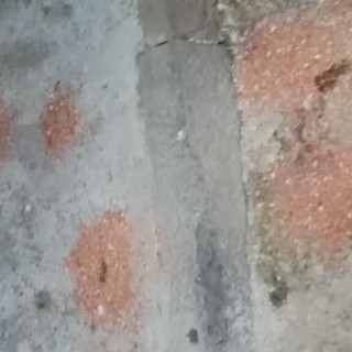 Badalucco: protestano i residenti di via Vezzargo, troppi escrementi da una colonia felina "Rischio igienico-sanitario" (Video)