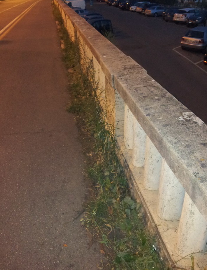 Sanremo: degrado ed erbacce sulla Passeggiata a Mare, la segnalazione di un nostro lettore