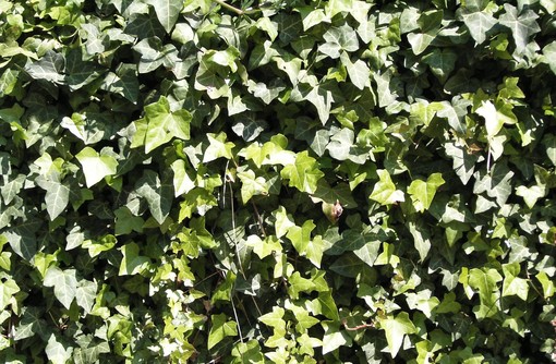 Dolcedo: due albanesi denunciati dai Carabinieri, avevano rubato 80 kg di edera da una villetta