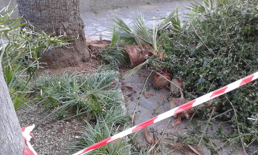 Imperia: tre 'Question Time' domani per Alessandro Casano, traffico del 31 maggio, blocchi in salita San Pietro e estirpazione piante piazza Consoli