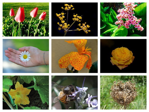 Prosegue con successo il concorso fotografico di R&amp;B Agricoltura dal titolo 'Fiori, emozione e fantasia'