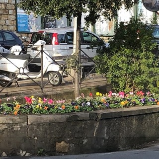 Sanremo: fiori e piante nell'aiuola tra via Dante e via Margotti, residenti e commercianti ringraziano (Foto) Sanremo: fiori e piante nell'aiuola tra via Dante e via Margotti, residenti e commercianti ringraziano (Foto)