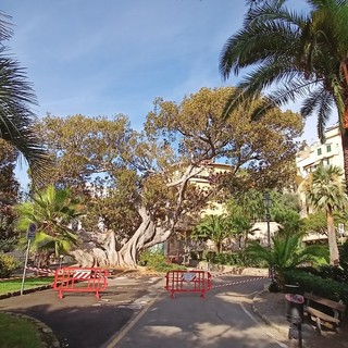 Ficus Macrophilla pericolosi a Bordighera, Lorenzi: "Perizie su entrambe le Scibrette, alberi monumentali da accudire" (Foto) Ficus Macrophilla pericolosi a Bordighera, Lorenzi: "Perizie su entrambe le Scibrette, alberi monumentali da accudire" (Foto)