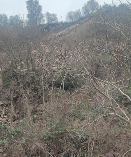 Chiusa per frana una deviazione della strada provinciale 548 tra i comuni di Montalto e Badalucco (Foto e Video) Chiusa per frana una deviazione della strada provinciale 548 tra i comuni di Montalto e Badalucco (Foto e Video)