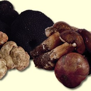 Anche nella nostra provincia con 'Amycoforest' si scopre la vocazione per funghi e tartufi Anche nella nostra provincia con 'Amycoforest' si scopre la vocazione per funghi e tartufi