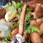 Funghi, stagione iniziata anche nell'imperiese: dal Soccorso Alpino Liguria i consigli per evitare rischi nei boschi