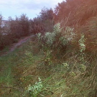 Nuove frane sulla strada tra Riva Ligure e Castellaro: le proteste e le foto di una nostra lettrice