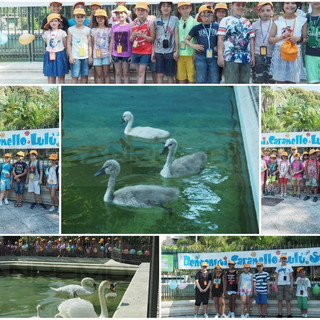 Sanremo: sono 'Caramello', 'Lulù' e 'Stella' i nomi scelti per i 3 nuovi cigni di Villa Ormond (Foto e Video)