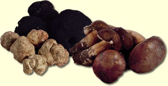 Anche nella nostra provincia con 'Amycoforest' si scopre la vocazione per funghi e tartufi