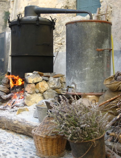 Airole: distillazione Lavanda, domenica prossima si rivivrà l'antica tradizione