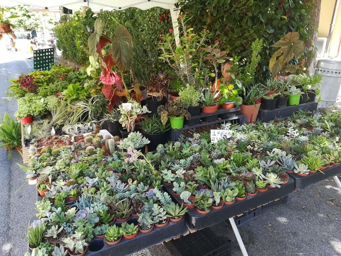 Bajardo: domenica prossima la 16a edizione di ‘Antica...mente: festa della lavanda e delle essenze di montagna’