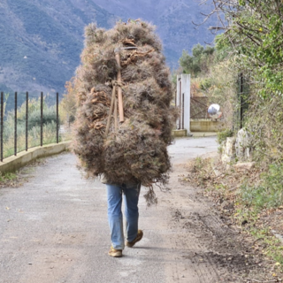 Da Arma di Taggia a Boissano per rubare verde ornamentale: multati due albanesi (Foto)