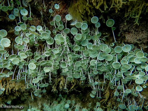 Cervo: la flora marina del mare di giugno nelle foto dell'alga 'ombrellina' scattate ieri da Marcello Nan