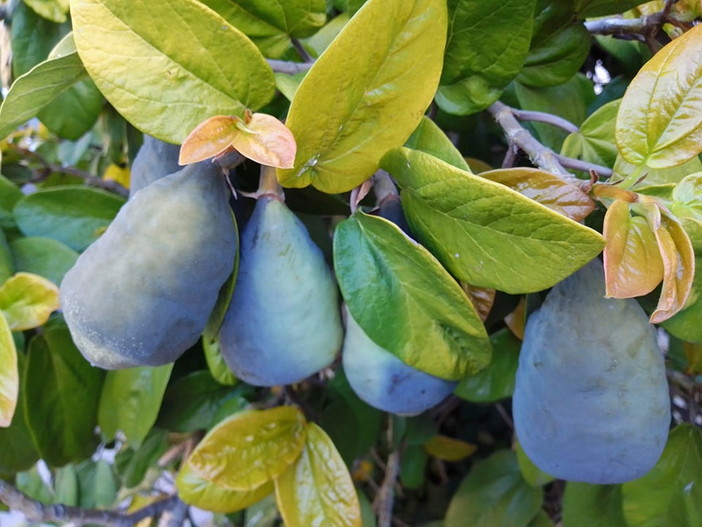 Marco Damele ci porta alla scoperta del 'Ficus pumila': "Il Fico strisciante è una pianta davvero insolita"
