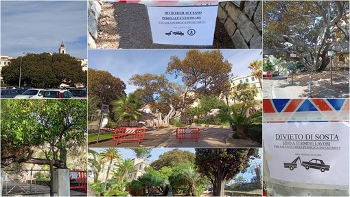 Bordighera: Ficus a rischio crollo in due zone della città, ordinanza di divieto di accesso del Sindaco