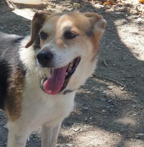 Ventimiglia: ritrovato grazie a un agente privato e alla Polizia il cane 'Flash' rubato stanotte