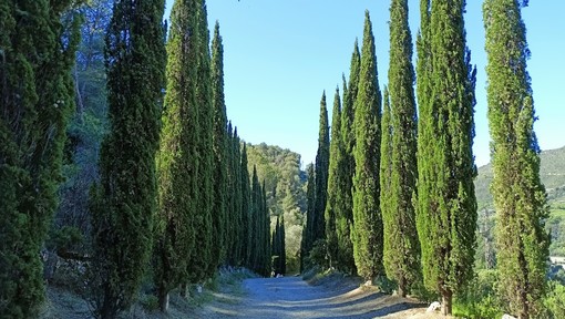 Ventimiglia, salvaguardare e valorizzare il patrimonio boschivo: Festa degli Alberi a Sant'Antunin (Foto) Ventimiglia, salvaguardare e valorizzare il patrimonio boschivo: Festa degli Alberi a Sant'Antunin (Foto)