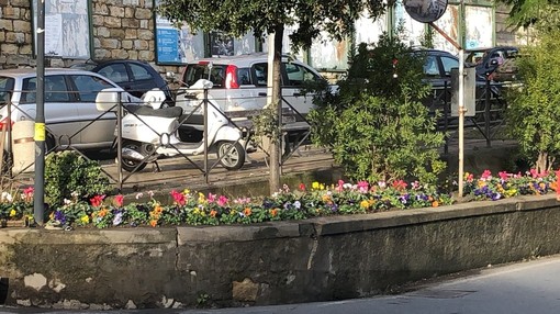 Sanremo: fiori e piante nell'aiuola tra via Dante e via Margotti, residenti e commercianti ringraziano (Foto) Sanremo: fiori e piante nell'aiuola tra via Dante e via Margotti, residenti e commercianti ringraziano (Foto)