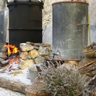 Airole: distillazione Lavanda, domenica prossima si rivivrà l'antica tradizione