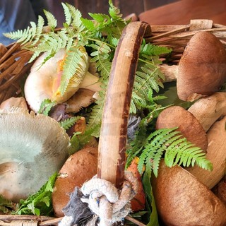 Funghi, stagione iniziata anche nell'imperiese: dal Soccorso Alpino Liguria i consigli per evitare rischi nei boschi Funghi, stagione iniziata anche nell'imperiese: dal Soccorso Alpino Liguria i consigli per evitare rischi nei boschi