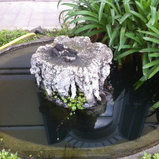 La fontana dove sono stati avvelenati i pesci