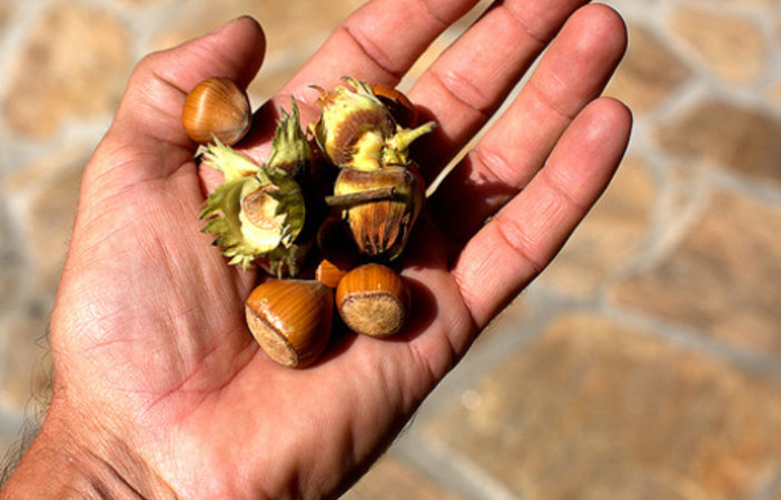 Dalla provincia di Cuneo: ecco il programma completo della 'Fiera Nazionale della Nocciola' di Cortemilia