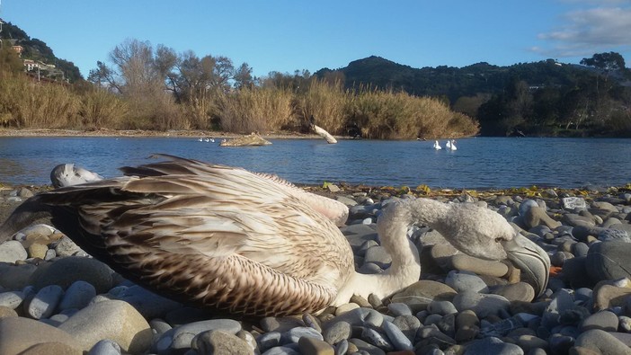 Denuncia dell'Oasi del Nervia: "Fenicottero morto ieri, la zona pur in divieto è sempre piena di gente" (Foto) Denuncia dell'Oasi del Nervia: "Fenicottero morto ieri, la zona pur in divieto è sempre piena di gente" (Foto)