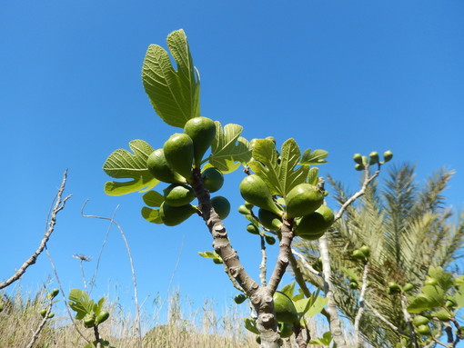 Verde, frutta e vecchie usanze: quando mangiavamo 'pan e fighe' e ci chiamavano 'figoni'…