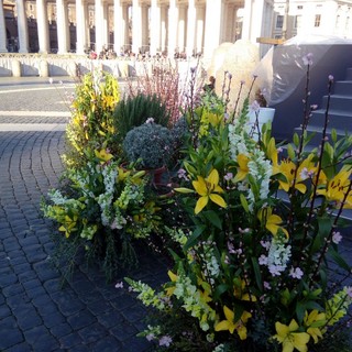 Sanremo: circa 5mila steli di fiori recisi per ornare la Basilica di San Pietro a Roma Sanremo: circa 5mila steli di fiori recisi per ornare la Basilica di San Pietro a Roma