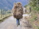 Da Arma di Taggia a Boissano per rubare verde ornamentale: multati due albanesi (Foto) Da Arma di Taggia a Boissano per rubare verde ornamentale: multati due albanesi (Foto)