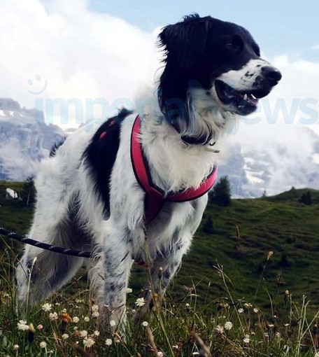 Imperia: il cane 'Felice' smarrito in località Torrazza, l'appello dei proprietari (Foto)
