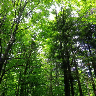 Domenica prossima escursione al Passo Teglia, attraverso la splendida faggeta di Rezzo al Passo della Mezzaluna Domenica prossima escursione al Passo Teglia, attraverso la splendida faggeta di Rezzo al Passo della Mezzaluna