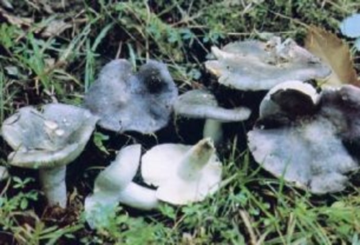 Imperia: venerdì esposizione di funghi e le spiegazioni dei micologi Imperia: venerdì esposizione di funghi e le spiegazioni dei micologi