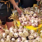L'Aglio di Vessalico sfida il Grande Fratello: "Il vero pesto si fa con noi", appello a Valeria Marini
