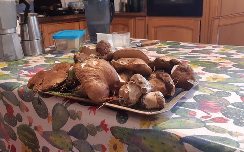 Triora, nuove tariffe 2026 per la raccolta funghi: sconti fino a maggio e raddoppi da giugno per residenti