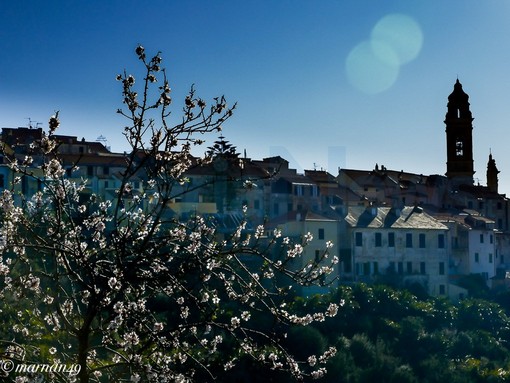 Cervo: è ancora inverno ma il clima della nostra zona permette di vedere già molti fiori sbocciati (Foto) Cervo: è ancora inverno ma il clima della nostra zona permette di vedere già molti fiori sbocciati (Foto)