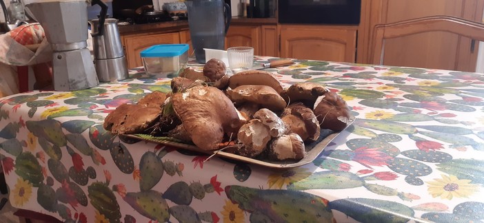 Triora, nuove tariffe 2026 per la raccolta funghi: sconti fino a maggio e raddoppi da giugno per residenti Triora, nuove tariffe 2026 per la raccolta funghi: sconti fino a maggio e raddoppi da giugno per residenti