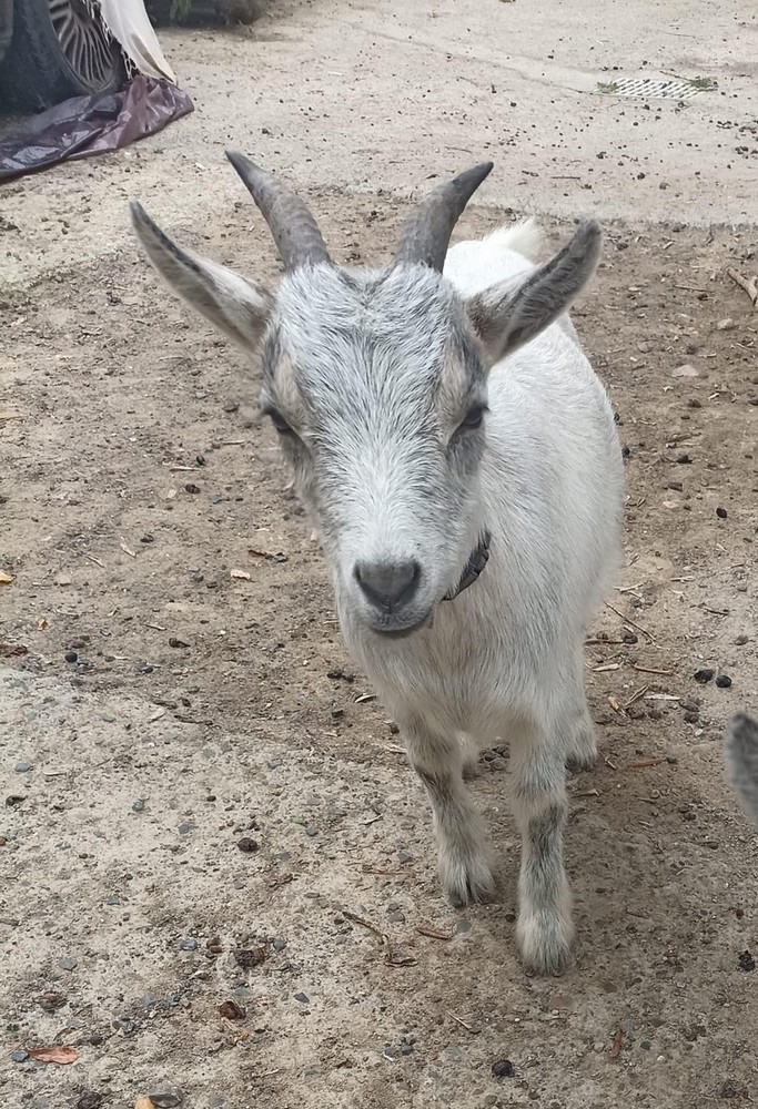 Camporosso, appello per ritrovare Floki: capra nana smarrita a San Giacomo Camporosso, appello per ritrovare Floki: capra nana smarrita a San Giacomo