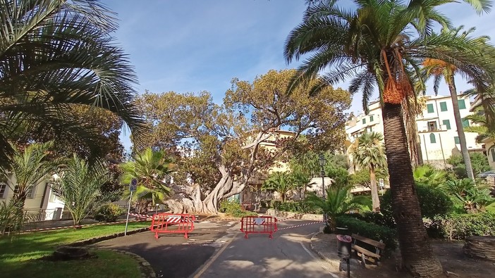 Ficus Macrophilla pericolosi a Bordighera, Lorenzi: "Perizie su entrambe le Scibrette, alberi monumentali da accudire" (Foto)