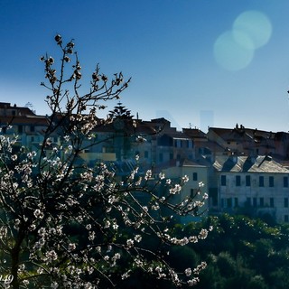 Cervo: è ancora inverno ma il clima della nostra zona permette di vedere già molti fiori sbocciati (Foto)