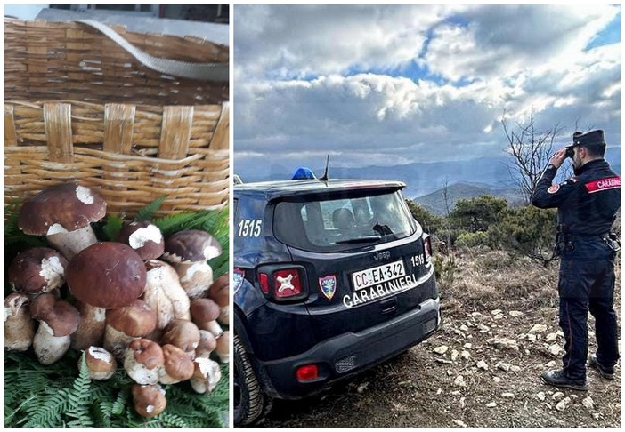 Valle Argentina: si trovano tanti ottimi funghi ma i Carabinieri multano due persone senza permesso (Foto)