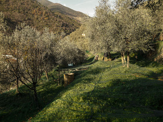 L'uliveto di Badalucco della Olio Roi L'uliveto di Badalucco della Olio Roi
