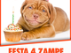 Arma di Taggia: domani con l'Enpa di Sanremo la festa per il secondo compleanno del 'Pet Store'