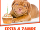 Arma di Taggia: domani con l'Enpa di Sanremo la festa per il secondo compleanno del 'Pet Store' Arma di Taggia: domani con l'Enpa di Sanremo la festa per il secondo compleanno del 'Pet Store'