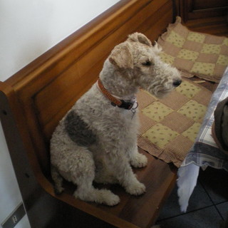 Pontedassio: un altro appello per lo smarrimento di un Fox Terrier di nome Drago